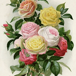 Bunch of mixed roses
