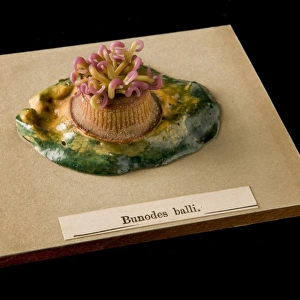 Bunodes ballii, sea anemone