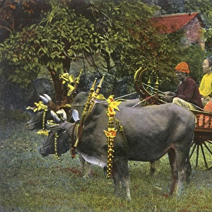 A Burmese Bullock Carriage