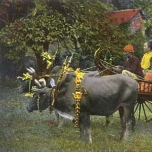 A Burmese Bullock Carriage