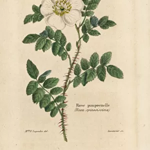 Burnet rose, Rosa pimpinellifolia (Rose pimprenelle