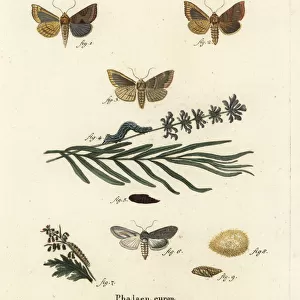 Burnished brass and green silver-spangled shark moths