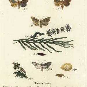 Burnished brass and green silver-spangled shark moths