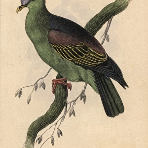 Buru green pigeon, Treron aromaticus