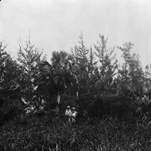 In the bush botanizing, Bermuda 1873