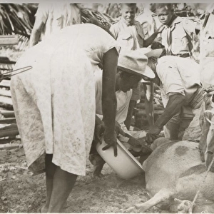 Butchering an animal at Bacalar, British Honduras