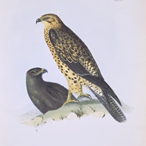 Buteo galapagoensis, Galapagos hawk