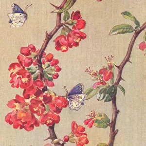 Butterflies and Apple Blossom