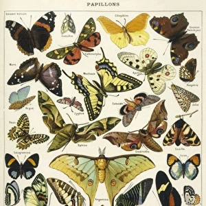 Butterflies in Larousse