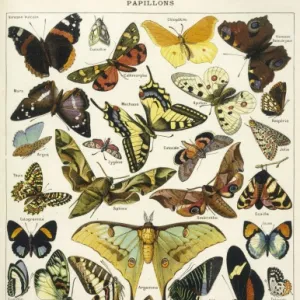 Butterflies in Larousse