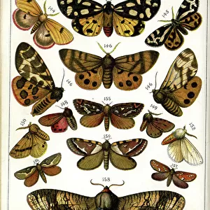 Butterflies and Moths, Plate 11, Bombyces, Arctiadae, etc
