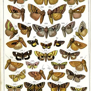 Butterflies and Moths, Plate 23, Noctuae, Plusiadae