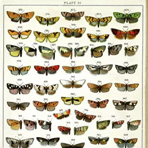 Butterflies and Moths, Plate 32, Tortrices