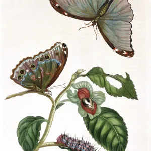 Butterfly illustration by Maria Sibylla Merian