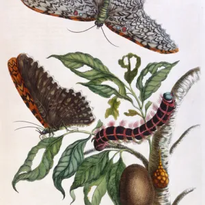 Butterfly illustration by Maria Sibylla Merian