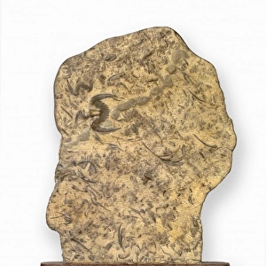 Butterfly stone Hu-die-shih trilobites