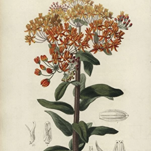 Butterfly weed, Asclepias tuberosa