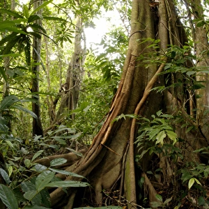 A buttressed tree trunk, typical in rainforest