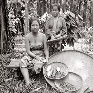 c. 1880 South East Asia - women harvesting coffee (?) beans Batavia Indonesia