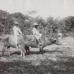 c. 1880s South East Asia - Philippines - riding water buffalo