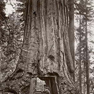 c. 1880s - The Wawona Tree, a Yosemite National Park