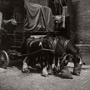 c. 1930s - dray horses in London with nosebags