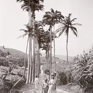 Cabbage palms, Barbados, West Indies, c. 1890 s