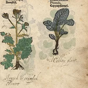 Cabbage varieties, Brassica rupestris