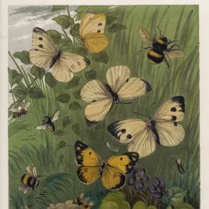 Papillon blanc de chou Papillon blanc de chou