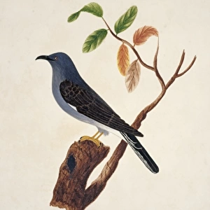Cacomantis passerinus, grey-bellied cuckoo