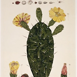 Cactaceae, cacti a. Opuntia ficus-indica, b. Opuntia cochinili