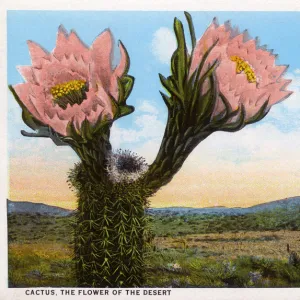 Cactus - The Flower of the Desert - Arizona, USA