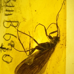 Caddis fly in amber