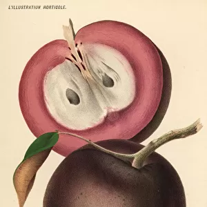 Cainito, caimito or star apple, Chrysophyllum cainito