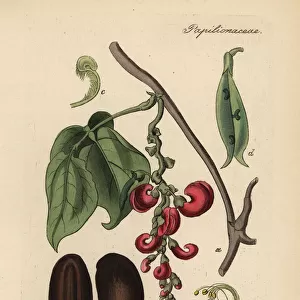 Calabar bean or ordeal bean, Physostigma venenosum