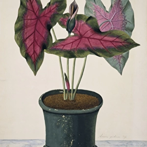 Caladium bicolor, caladium