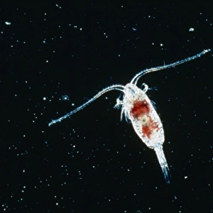 Calanoid, planktonic copepod