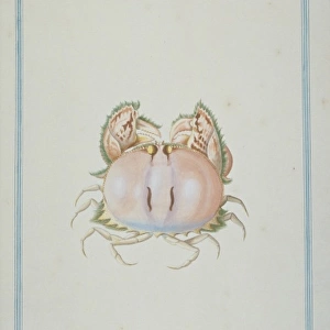 Calappa philargius, box crab