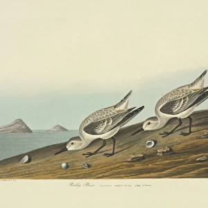 Calidris alba, sanderling