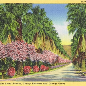 Californian highway with cherry blossoms and orange groves