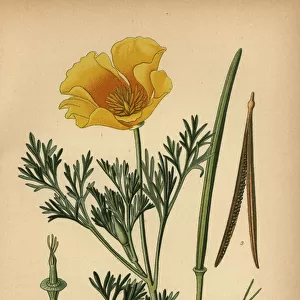 Californian poppy, Eschscholzia californica