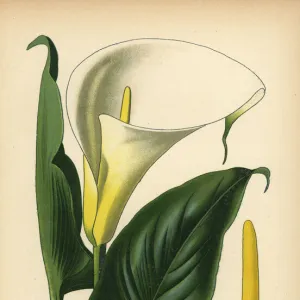 Calla lily, Zantedeschia aethiopica