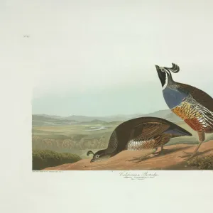 Callipepla californica, Californian quail