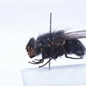 Calliphora vicina, blowfly
