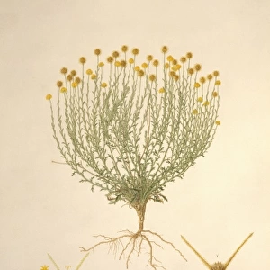 Calotis lappulacea, bur daisy