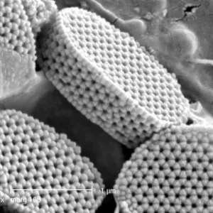 Calyptrolithophora papillifera, holococcolith Calyptrolithophora papillifera, holococcolith
