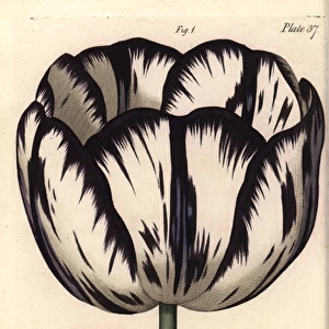 Calyx of the tulip Tulipa and carnation Dianthus