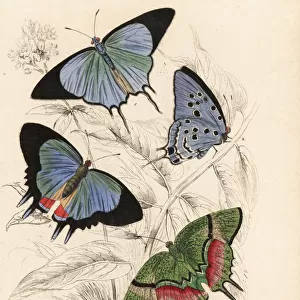 Cambridge blue and odd-spot blue butterflies
