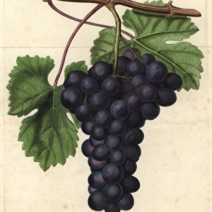 Cambridge Botanic Garden grape, Vitis vinifera