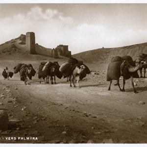 Camel Caravan close to Valley of Tombs, Palmyra, Syria